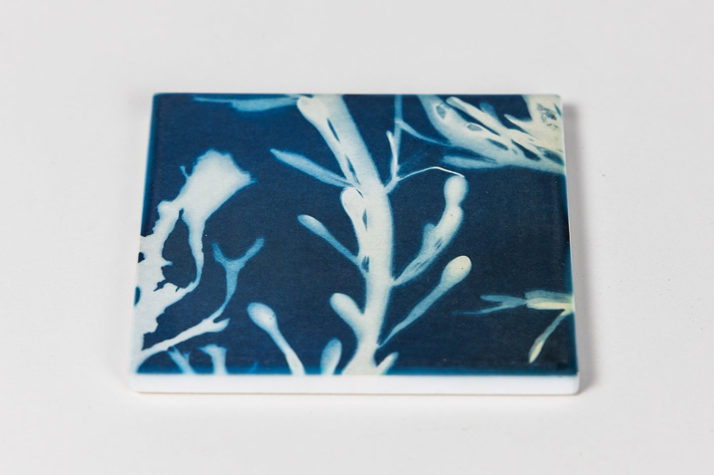 Cyanotype Seaweed Ceramic Coaster
