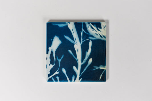 Cyanotype Seaweed Ceramic Coaster